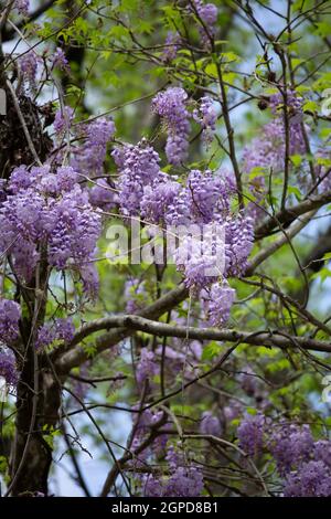 Fioritura di glicine che pendono da viti intrecciate in alberi Foto Stock