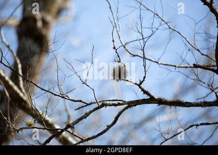 Palla di muschio che cresce su un tree twig Foto Stock