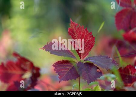 Primo piano delle foglie autunnali nella foresta Foto Stock