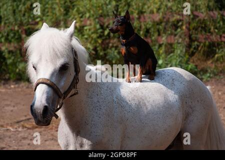 Un cane da pincher in miniatura si siede sul retro di un pony bianco fuori della stanza, foto orizzontale Foto Stock