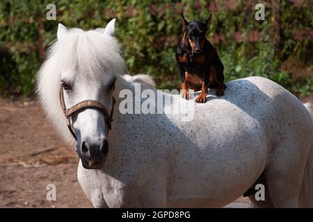 Un cane da pincher in miniatura si siede sul retro di un pony bianco che ha girato la testa, in estate all'esterno, foto orizzontale Foto Stock