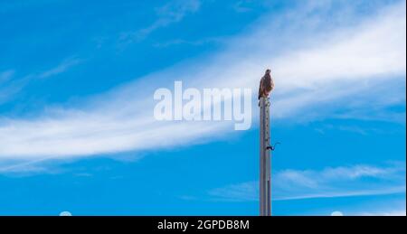Carcará falco (Caracara plancus) arroccato su un palo di cemento e sullo sfondo il cielo blu. Specie di rapitore della famiglia dei falconidi. Abita Foto Stock
