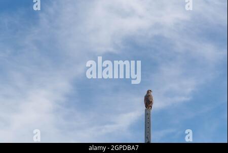Carcará falco (Caracara plancus) arroccato su un palo di cemento e sullo sfondo il cielo blu. Specie di rapitore della famiglia dei falconidi. Abita Foto Stock