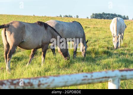 Allevamento di cavalli creoli e fattoria in Brasile. Creole è una razza brasiliana di cavalli, originalmente da animali di sangue andaluso e berbero. Foto Stock