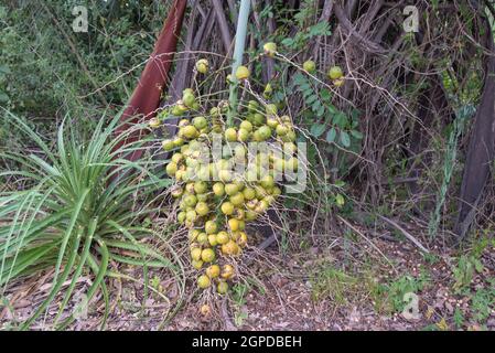 Mazzo con frutti della palma jerivá (Syagrus romanzoffiana) Foto Stock
