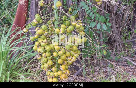 Mazzo con frutti della palma jerivá (Syagrus romanzoffiana) Foto Stock