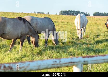 Allevamento di cavalli creoli e fattoria in Brasile. Creole è una razza brasiliana di cavalli, originalmente da animali di sangue andaluso e berbero. Foto Stock