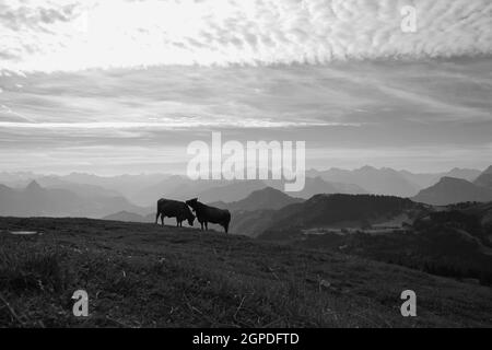 Due mucche sulla sommità del Monte Rigi Foto Stock