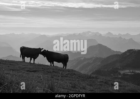 Kissing vacche sul Rigi Foto Stock
