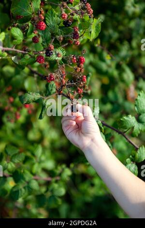 Piccola mano che raccoglie deliziosi more maturi Foto Stock