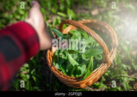 Persona che getta aglio orso, allium ursinum, al cesto di legno in foresta. Hans umano che aggiunge piante verdi al contenitore di legno nella natura soleggiata. Coll Foto Stock