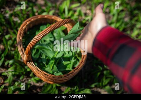Mano umana aggiungendo aglio di orso appena raccolto, allium ursinum, al cesto nella foresta. Persona gettando foglie verdi speziate al contenitore di legno. Uomo Foto Stock
