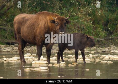 Due bisoni europei, bonasus bisonte, che attraversano l'acqua nella natura estiva. Grande mucca wisent selvatica in piedi su rocce nel fiume in ambiente umido. Marrone enorme Foto Stock