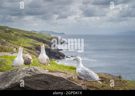 Seagull seduto su rocce e cantare con le querce aperte che puntano verso l'alto, bella costa della Wild Atlantic Way in background, Dingle, Kerry, Irlanda Foto Stock