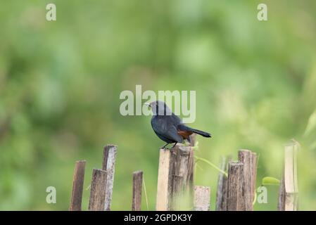 Fauna selvatica, Uccelli, mammiferi, insetti, Arte, Architettura, Macro, Paesaggio Foto Stock