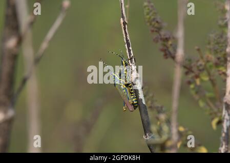 Fauna selvatica, Uccelli, mammiferi, insetti, Arte, Architettura, Macro, Paesaggio Foto Stock