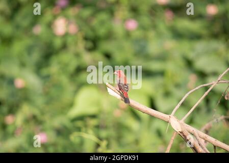 Fauna selvatica, Uccelli, mammiferi, insetti, Arte, Architettura, Macro, Paesaggio Foto Stock