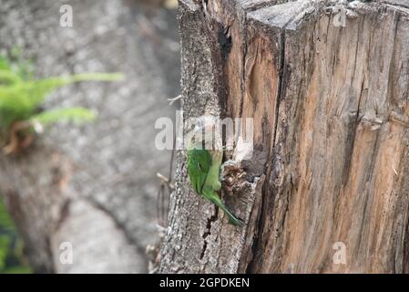 Fauna selvatica, Uccelli, mammiferi, insetti, Arte, Architettura, Macro, Paesaggio Foto Stock