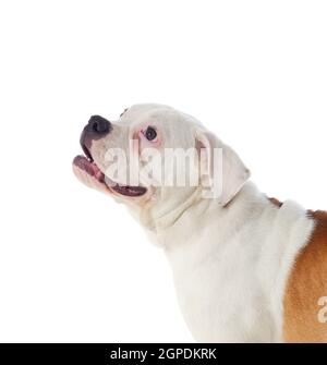 Carino bulldog americano isolato su sfondo bianco Foto Stock