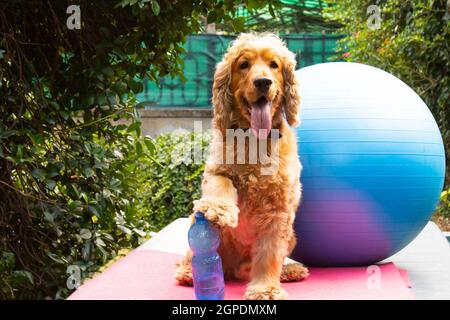 carino cocker spaniel pronto per pilates lezione, fitness concept fotografia, divertente fotografia, cani come persone Foto Stock