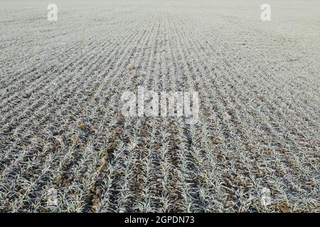 Campo di grano di inverno. Brina sulle foglie di germogli di grano. Foto Stock