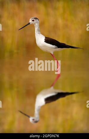 Stilt in uno stagno in cerca di cibo in Spagna Foto Stock