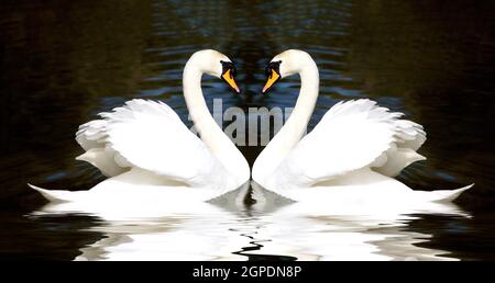 Cigni cuore. Due belle bianco-selvaggina da piuma Uccelli guardando ogni altro Foto Stock