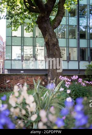 Bel grande vecchio albero che cresce nel mezzo del moderno e trafficato centro della città circondato da fuori fuoco colorato giardino di fiori. Edificio di vetro davanti all'ufficio Foto Stock