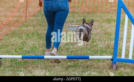 Un cane Bulldog francese contro il suo proprietario in un corso di agilità in una mostra di paese Foto Stock