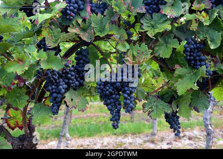 vitigni con uve viola scuro Foto Stock