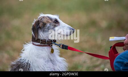 Un cane lurcher che guarda il suo proprietario su un cane rosso piombo Foto Stock