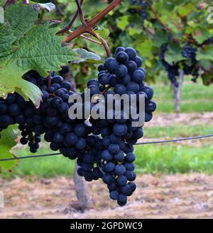 vitigni con uve viola scuro Foto Stock