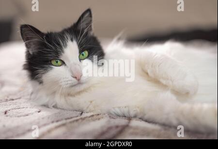gatto domestico in bianco e nero felix a casa in un appartamento in un habitat familiare, al coperto. Gatto bianco e nero sdraiato sul divano Foto Stock