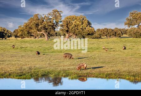 Suini iberici che mangiano nel prato vicino ad un lago Foto Stock