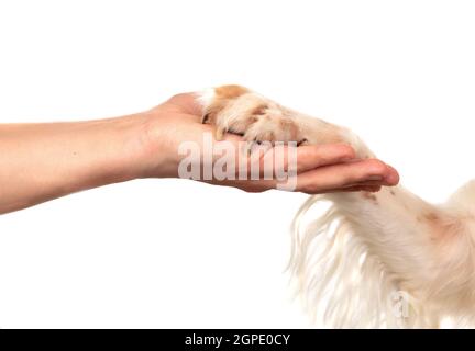 Amicizia tra un cane e il suo proprietario isolato su uno sfondo bianco Foto Stock