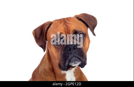 Ritratto di un marrone boxer adulti guardando la telecamera isolata su uno sfondo bianco Foto Stock