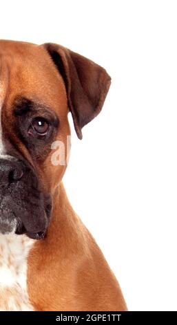 A metà volto ritratto di un marrone boxer adulti guardando la telecamera isolata su uno sfondo bianco Foto Stock