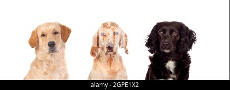 Tre cani carini di grandi dimensioni isolati su un bianco sfondo Foto Stock