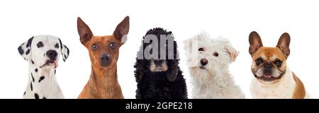 Diversi cani guardando la telecamera isolata su uno sfondo bianco Foto Stock