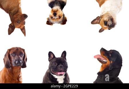 Diversi cani guardando la telecamera isolata su uno sfondo bianco Foto Stock