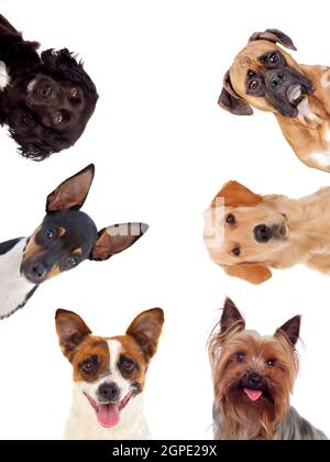 Diversi cani guardando la telecamera isolata su uno sfondo bianco Foto Stock