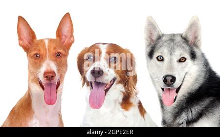 Tre cani che guardano la macchina fotografica isolato su uno sfondo bianco Foto Stock