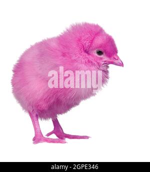 Pollo rosa isolato su uno sfondo bianco Foto Stock
