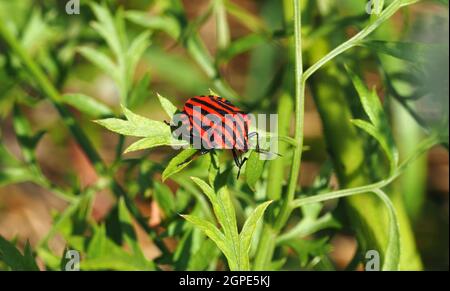 Un bug si siede al sole su una foglia. Graphosoma lineatum, chiamato anche 'Strefenwanze'. Foto Stock