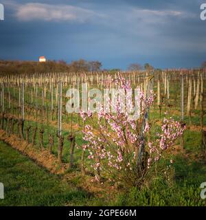 Albicocca fiorente nei vigneti del Burgenland Foto Stock