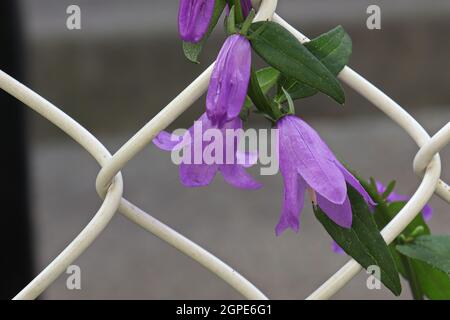 Bellflower strisciante e pianghe invasive su una recinzione. Foto Stock