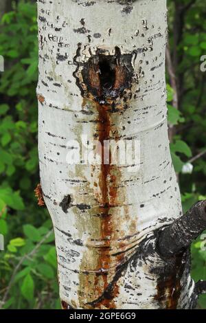 Primo piano di un pioppo di aspen piangendo linfa in primavera da una ferita. Foto Stock