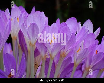 Primo piano di molteplici fiori autunnali senza tempo viola (Colchicum autumnale) Foto Stock