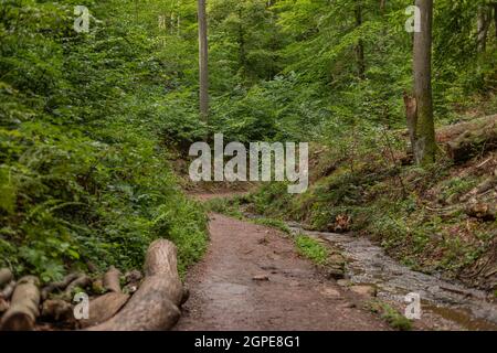 Sentiero escursionistico e ruscello nel Drachenschlucht, Gola del Drago vicino a Eisenach, Turingia Foto Stock