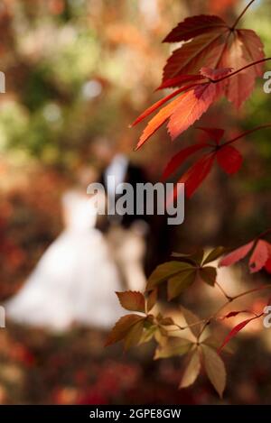 foglie di uva rossa selvatica in autunno nel mese di ottobre Foto Stock